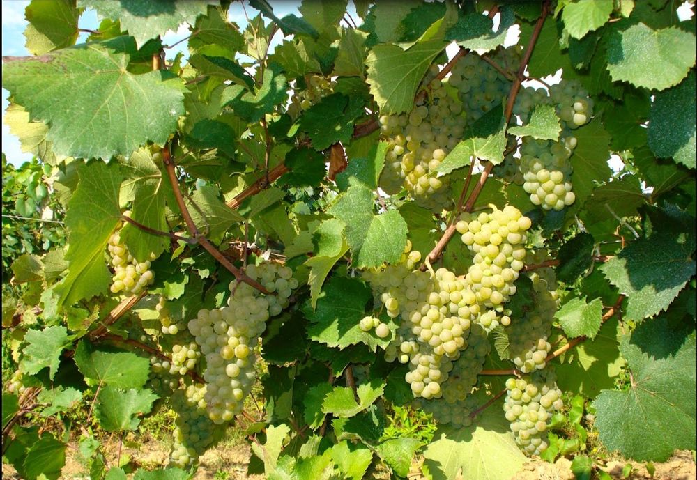 Vând struguri !! 3,50