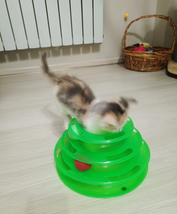 Отдам в  добрые руки