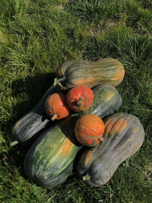 Продается дача (11 соток)