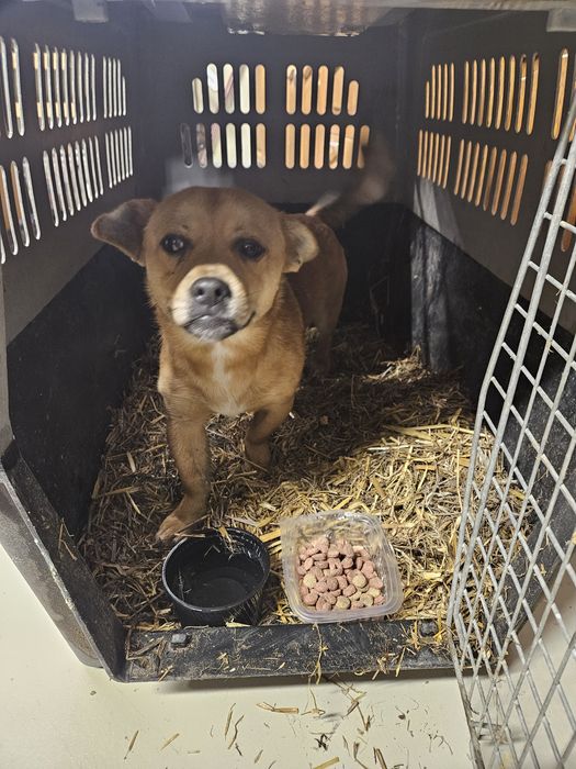 Câine spre adopție