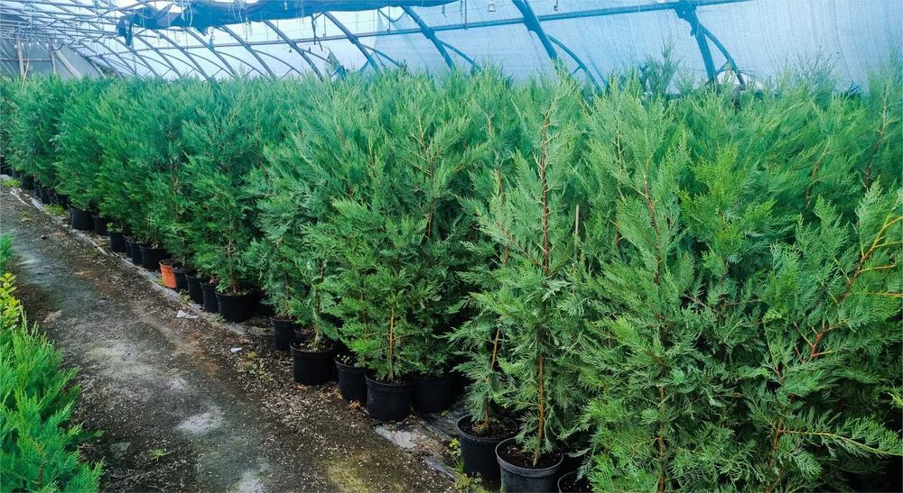 Leylandii  110-130 cm ghivece 3 L