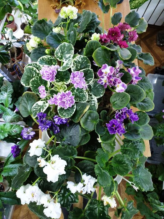 Фиалка сортовая, цветущая