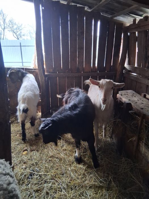 Vând capre bune și cuminți