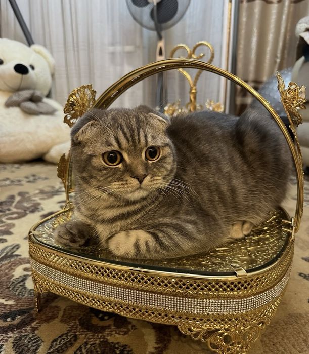 Продам шотладских котят