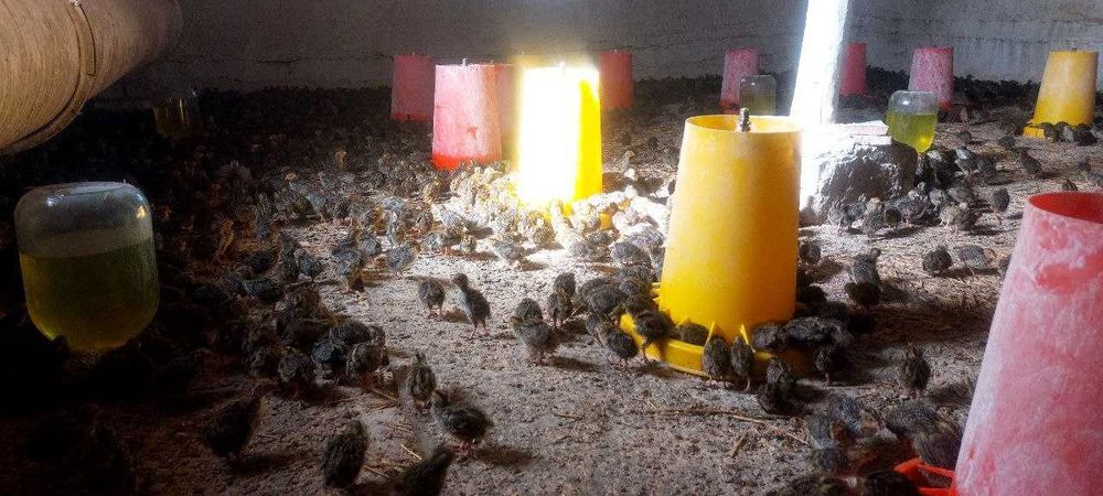 Бедана япон Хоразмда.