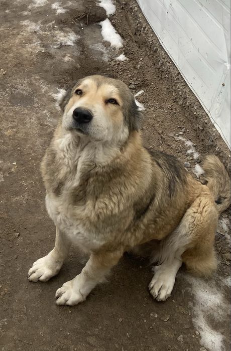 Алабай сука САО девочка