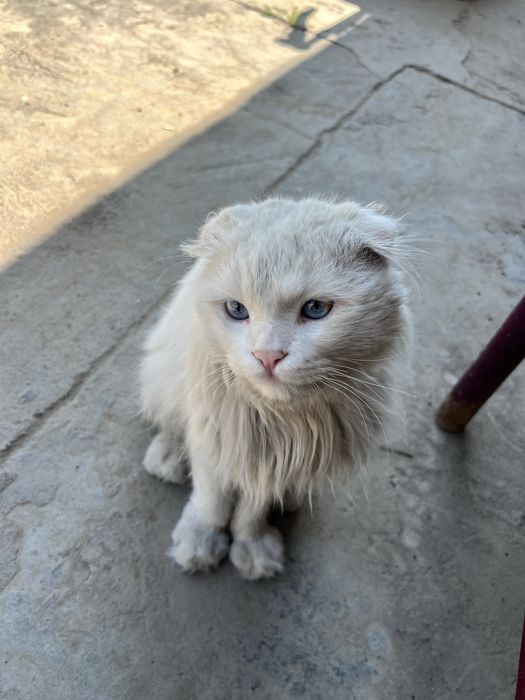 Zotini olishga mushu