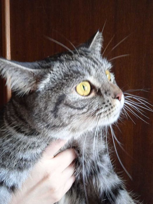 Кот британец -шиншила, кастрат 1 год.