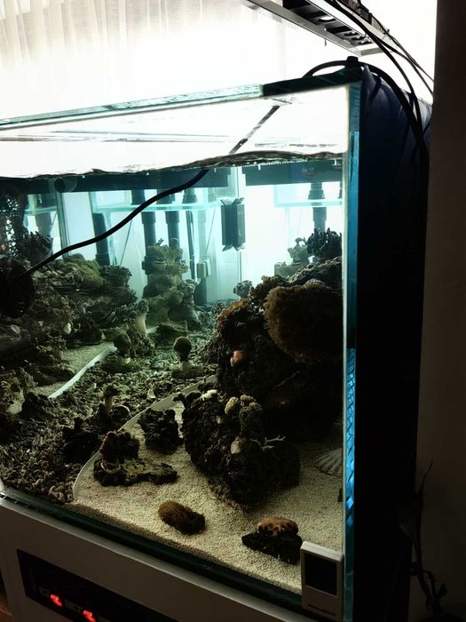 Acvariu marin la comanda