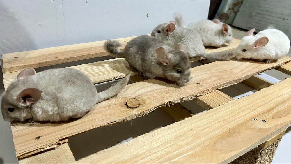 Chinchilla / sinsila, adorabilul animalut de companie. DE VANZARE