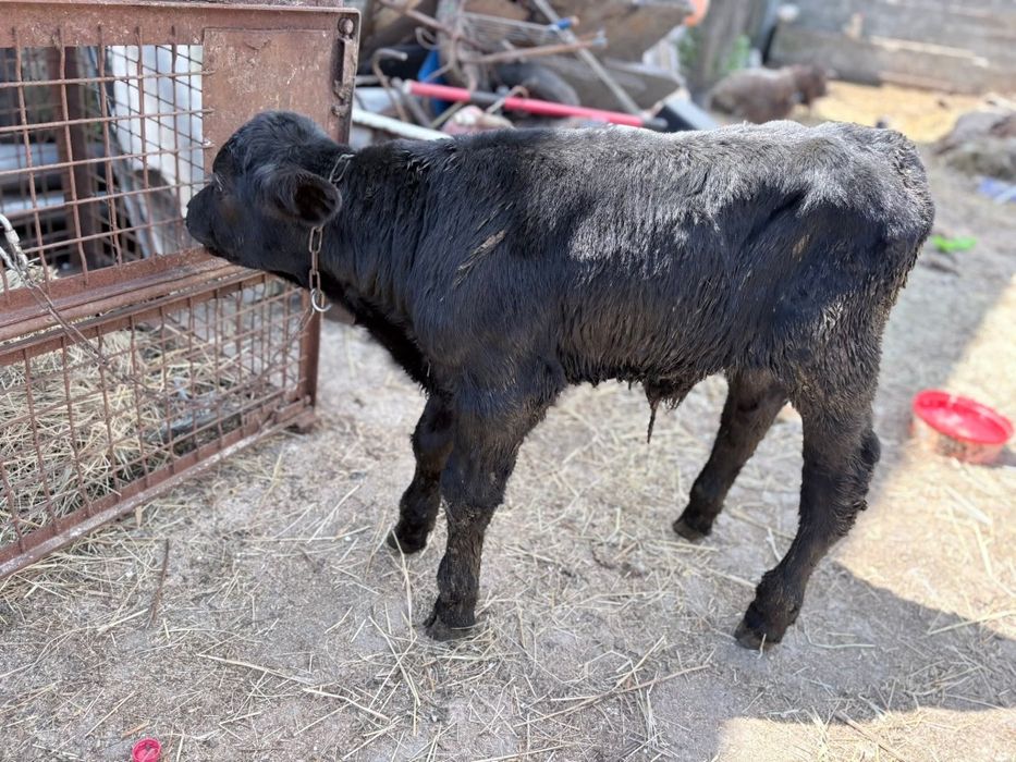 Vitei de vanzare de carne