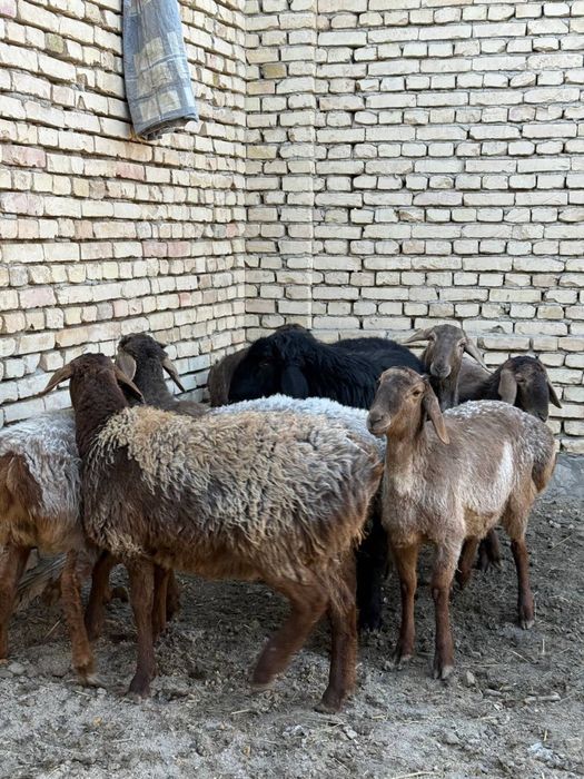 quylar sotiladi 7 moda barrala