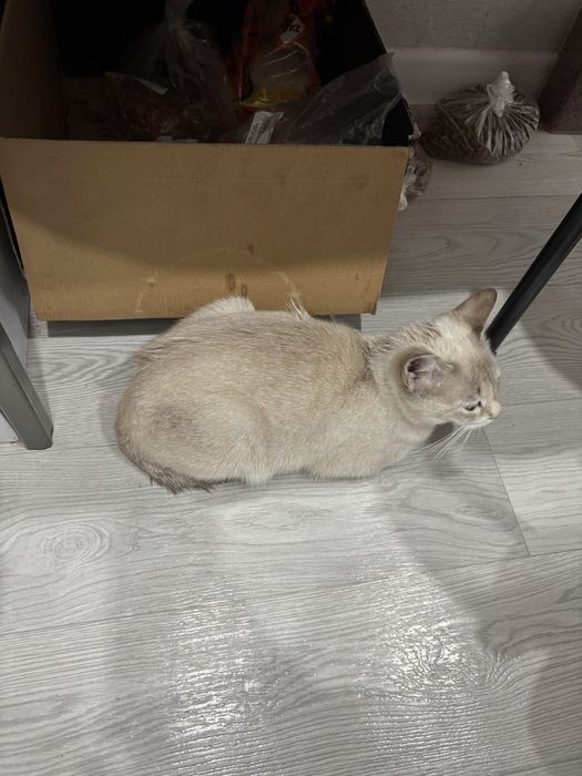 кошечка до года ищет хозяина