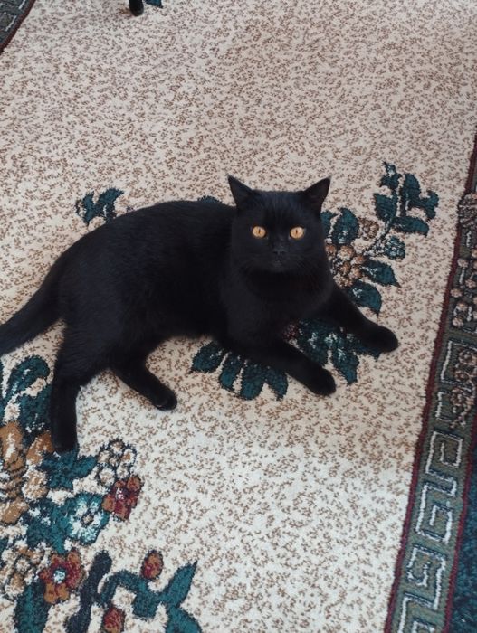 Скотиш страет срочно продаю харошой рук