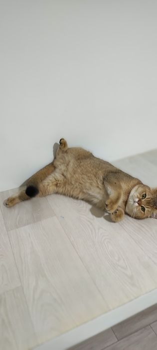 КотятТки БриТашкИ ЗолоТистЫе 9 мес