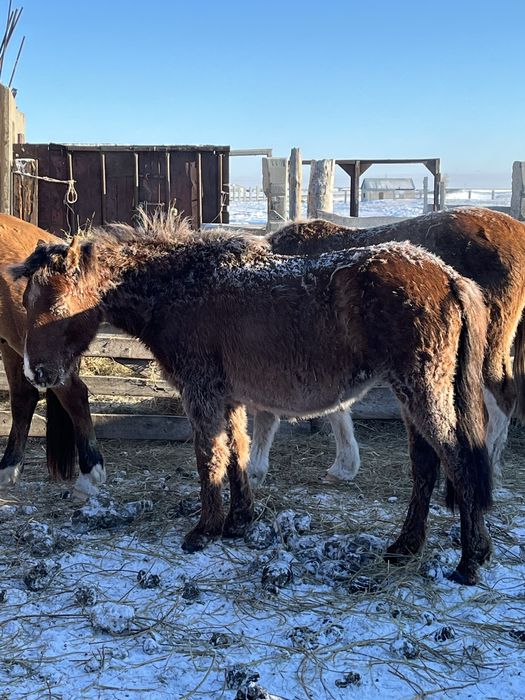 Жылқы сатамын срочно