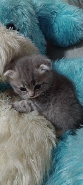 Продам котят 1,5.