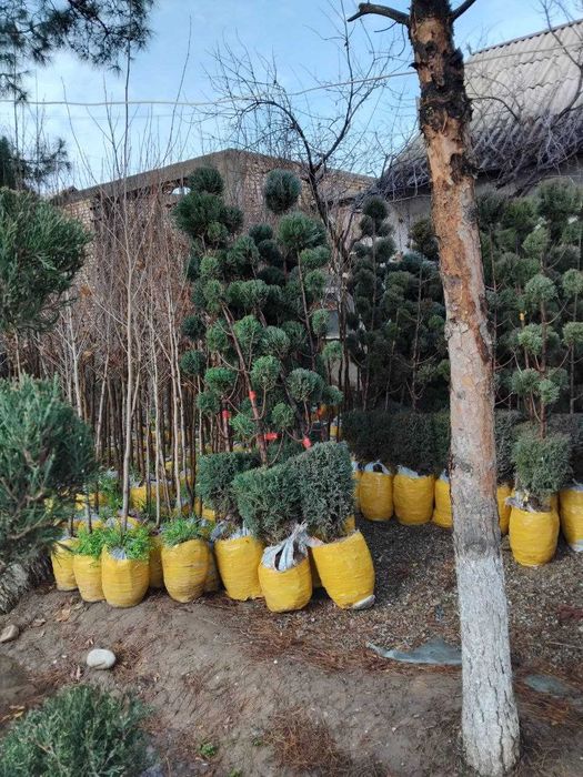 Банзай можжевельник арчалари