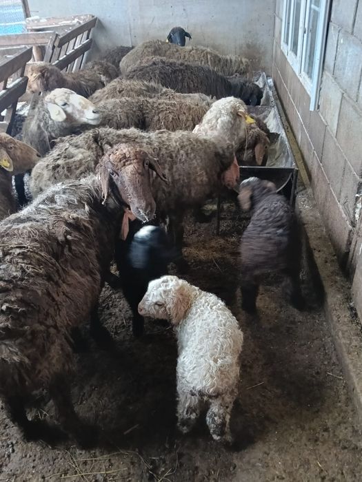 Продам Баранов с Ягнятами