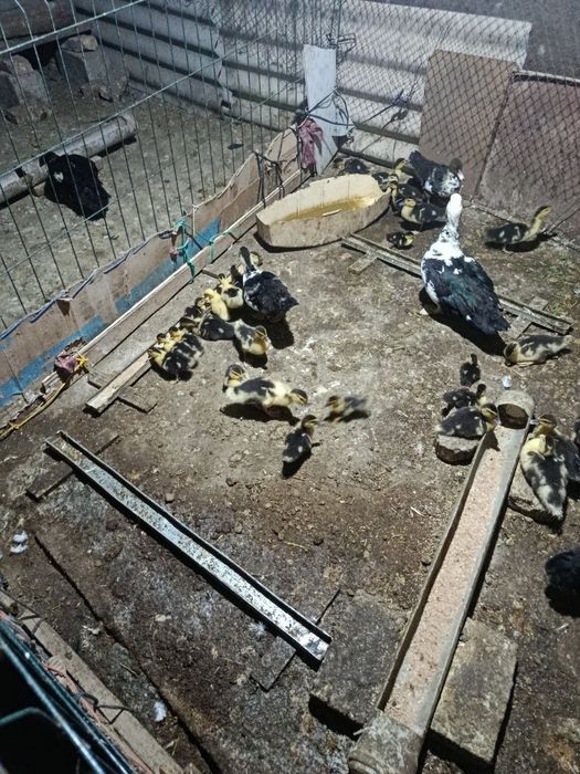 Урдак жужалар сотилади