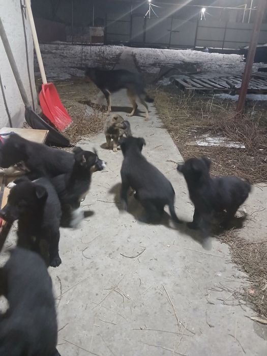 Шенки күшік ит собака