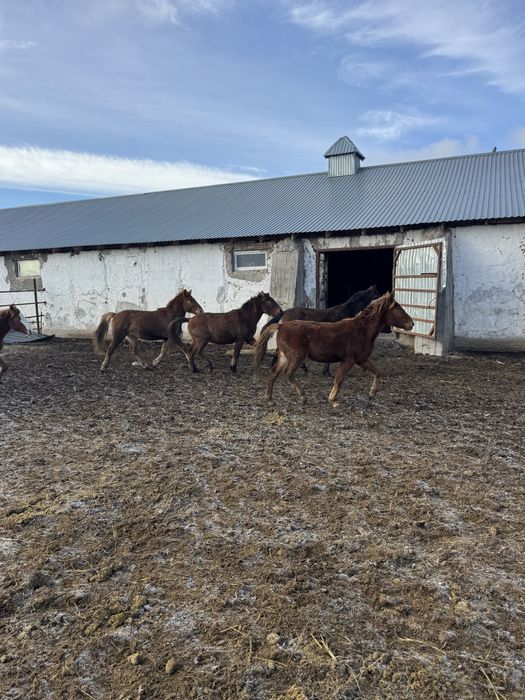 Продам лошадей тай