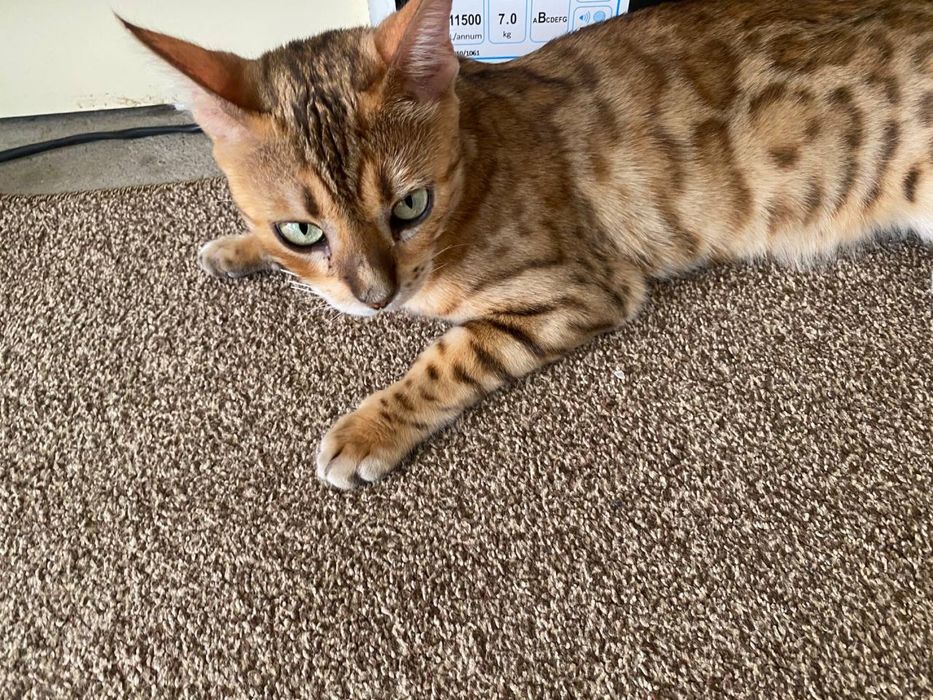 Bengal Leopard ayol