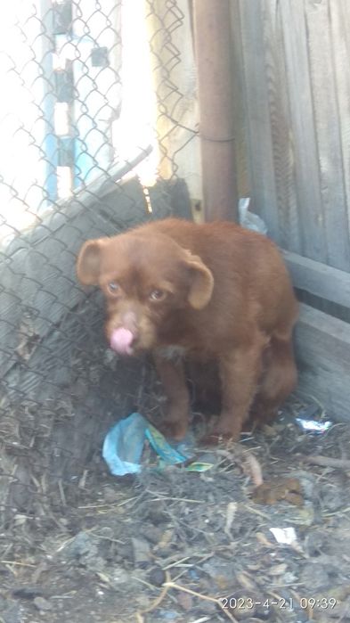 отдам щенка мальчика