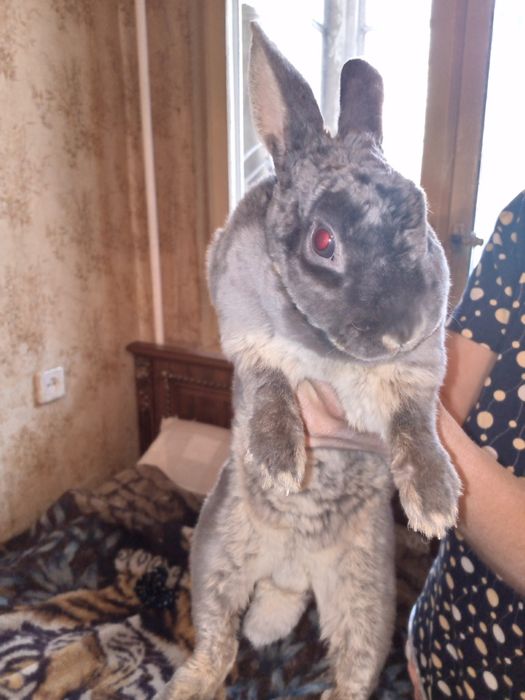 Продадим кролика