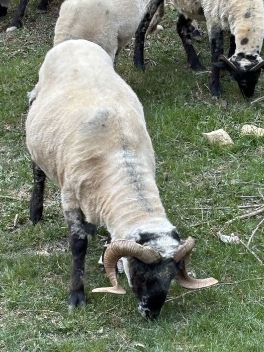 Disponibili 2 berbeci