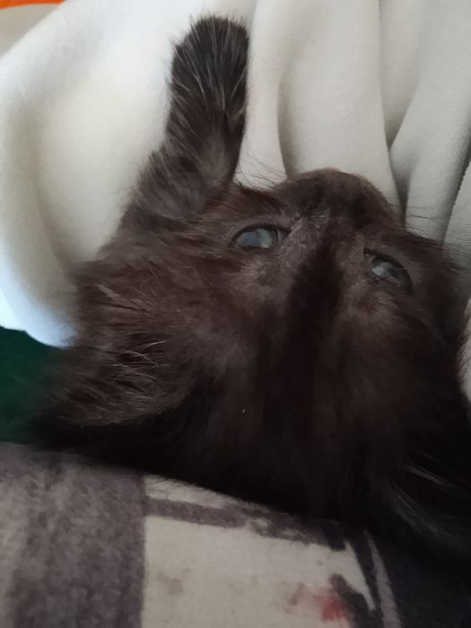 Отдам даром кошку