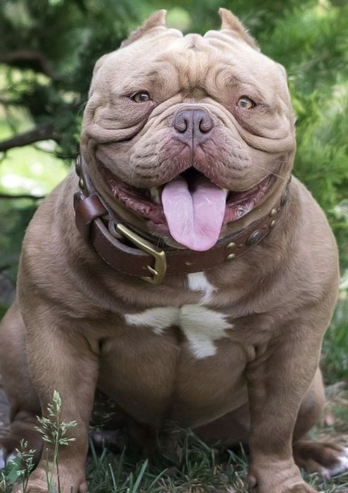 Американский булли щенки