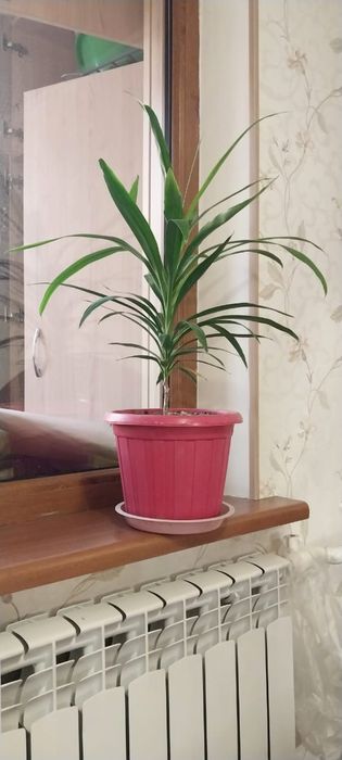 Комнатные цветы и растения