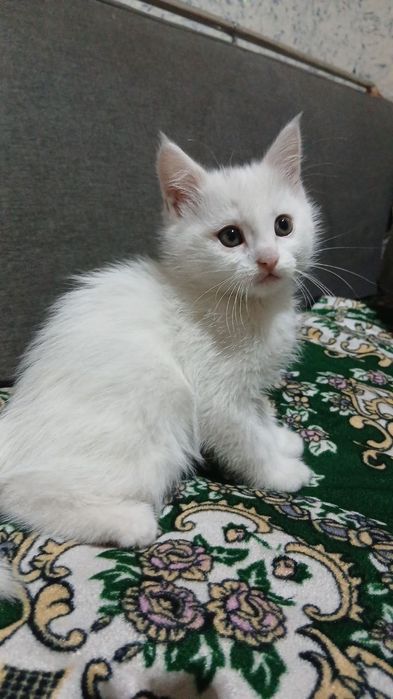 Продаётся котята полтора месяца