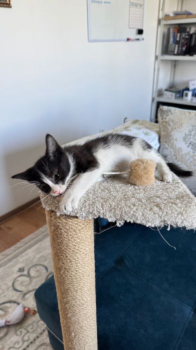 Котенок 2 месяца