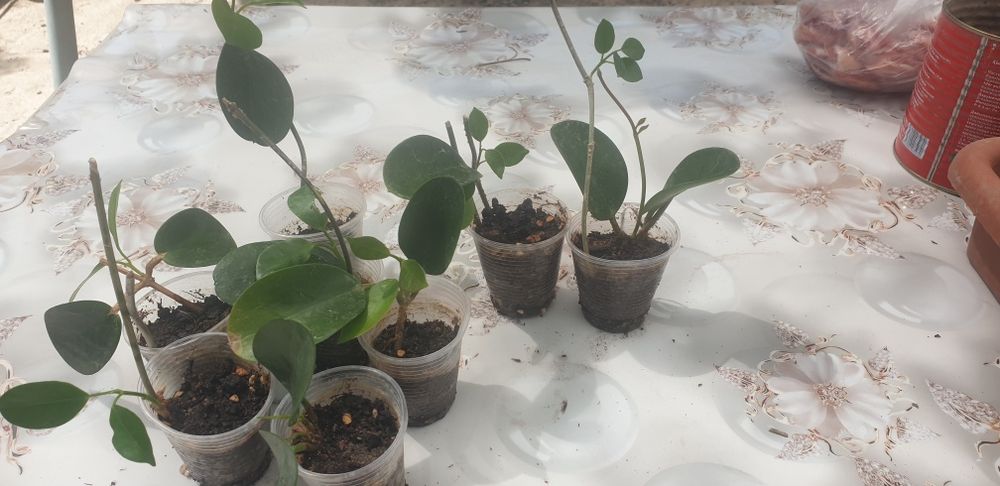 хойя Лиза укоренённые черенки