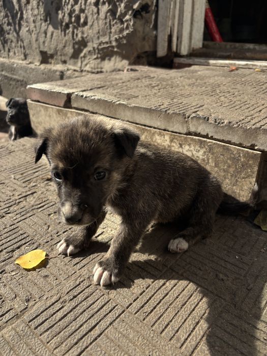 Отдам щенят даром