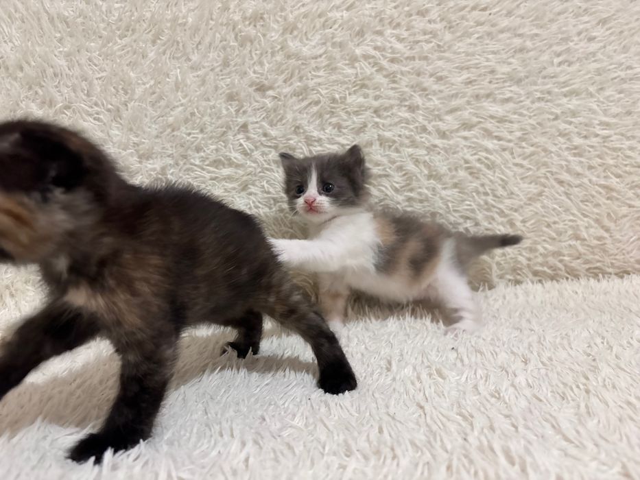 Котята в добрые руки