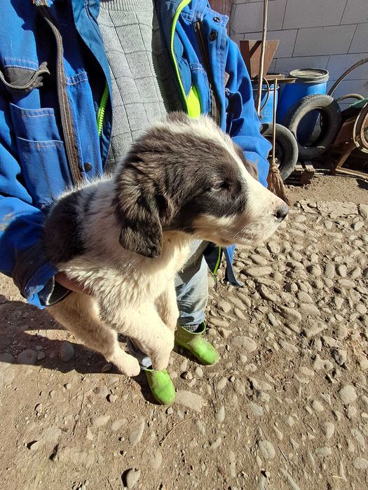 Ofer spre adoptie catei metis Asia Centrala