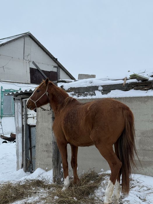Айгыр сатылады 5
