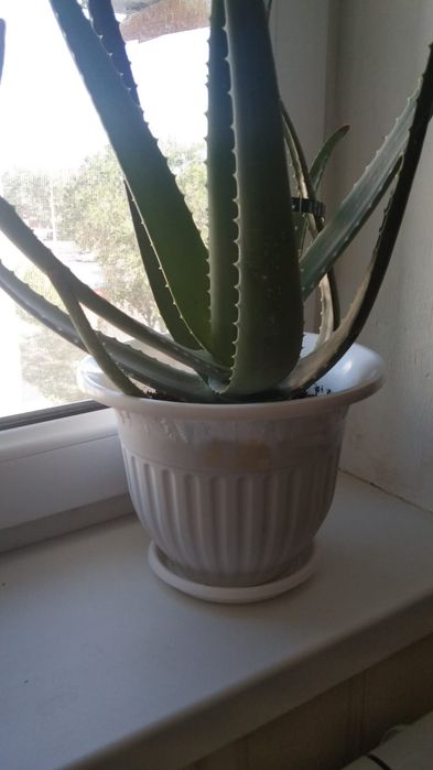 Алоэ вера Комнатный цветок