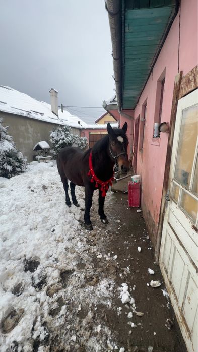 Vand manz de 1 an si 9 luni