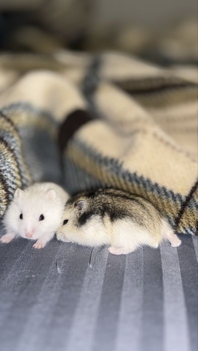 Продам маленького хомячка