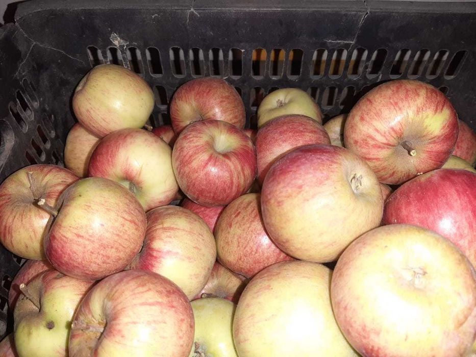 Продам яблоки домашние
