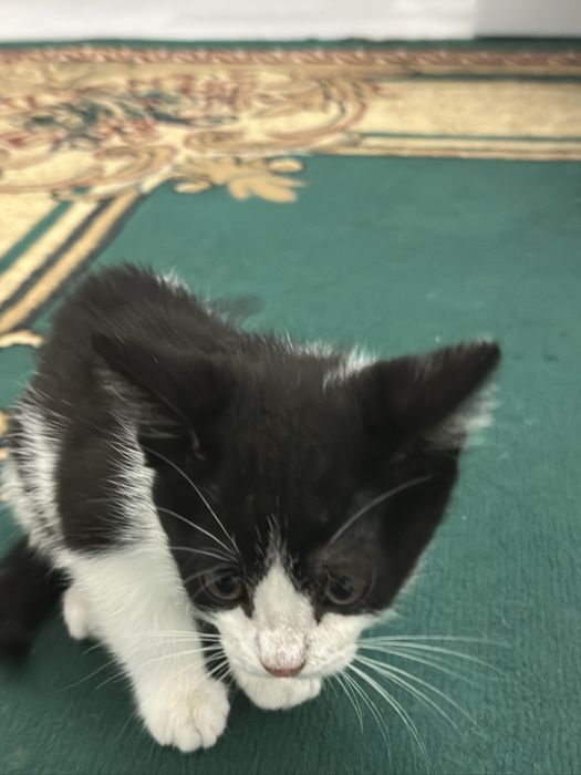 котенок девочка!