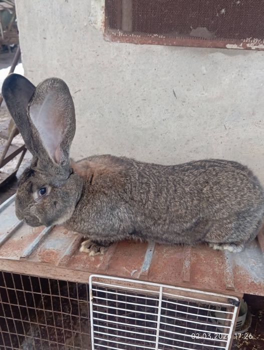 Iepuroi Urias german 8 kg 1 an si 4 luni mai multe detalii in privat