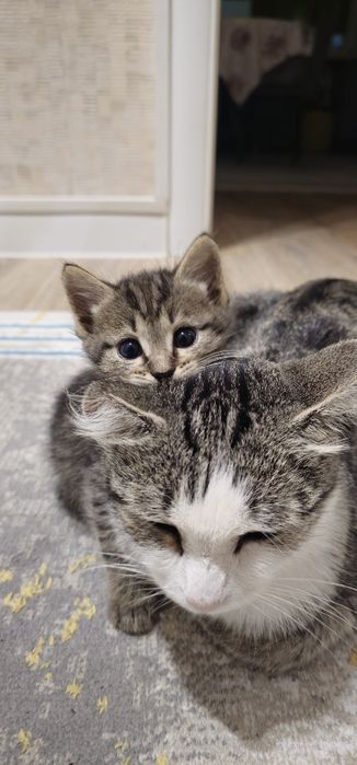 Отдам котят  в хорошие руки