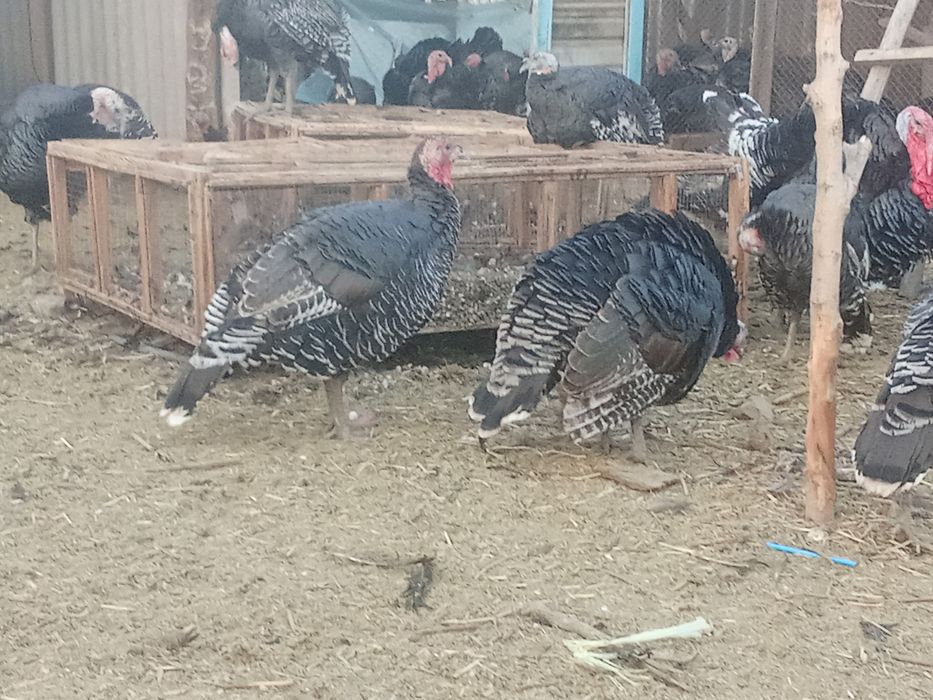 Гибрид индюк доставка бар