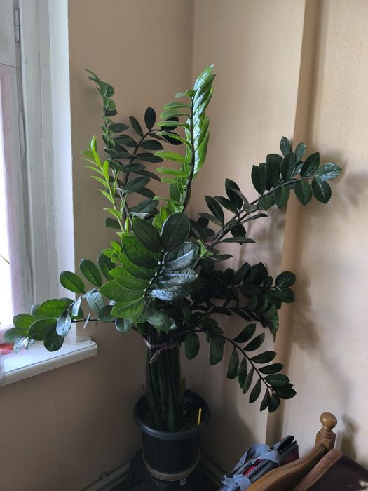 Продам Замиокулькас большой