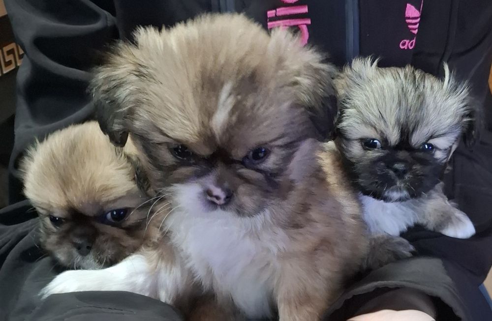 Сладки пекинези.